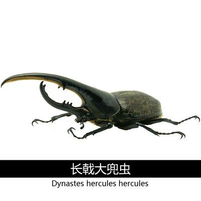 长戟大兜虫战神毛象海神亚克幼虫成虫巨型大个体甲虫独角仙 虎窝拼