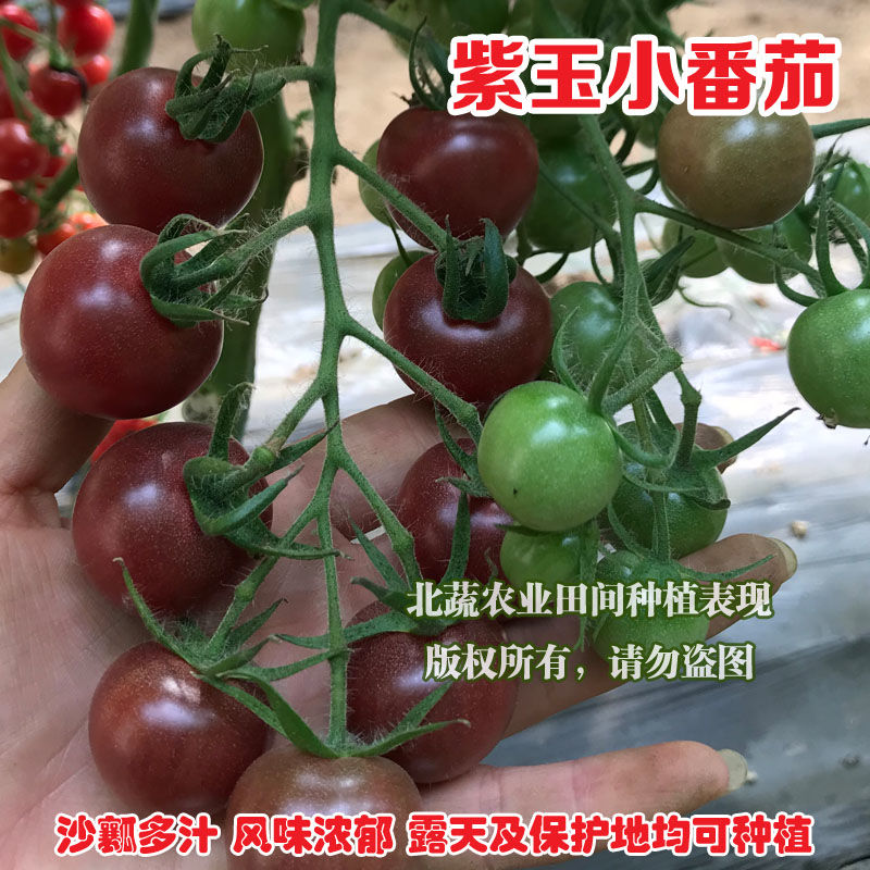 小番茄种籽超甜小柿子籽咖啡色樱桃番茄种孑紫色圆形小西红柿紫黑