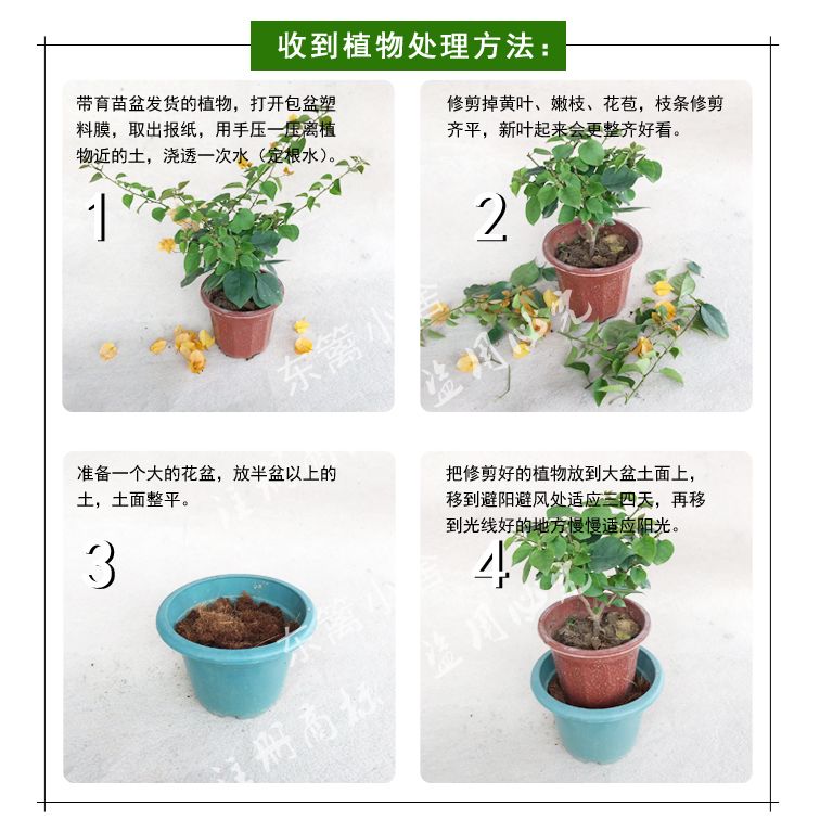 东篱小舍扶桑朱槿牡丹红塔非常勤花品种原盆发货福建漳州发 10月16日发完 虎窝拼