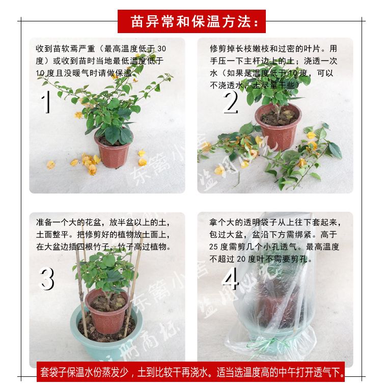 东篱小舍扶桑朱槿牡丹红塔非常勤花品种原盆发货福建漳州发 10月16日发完 虎窝拼