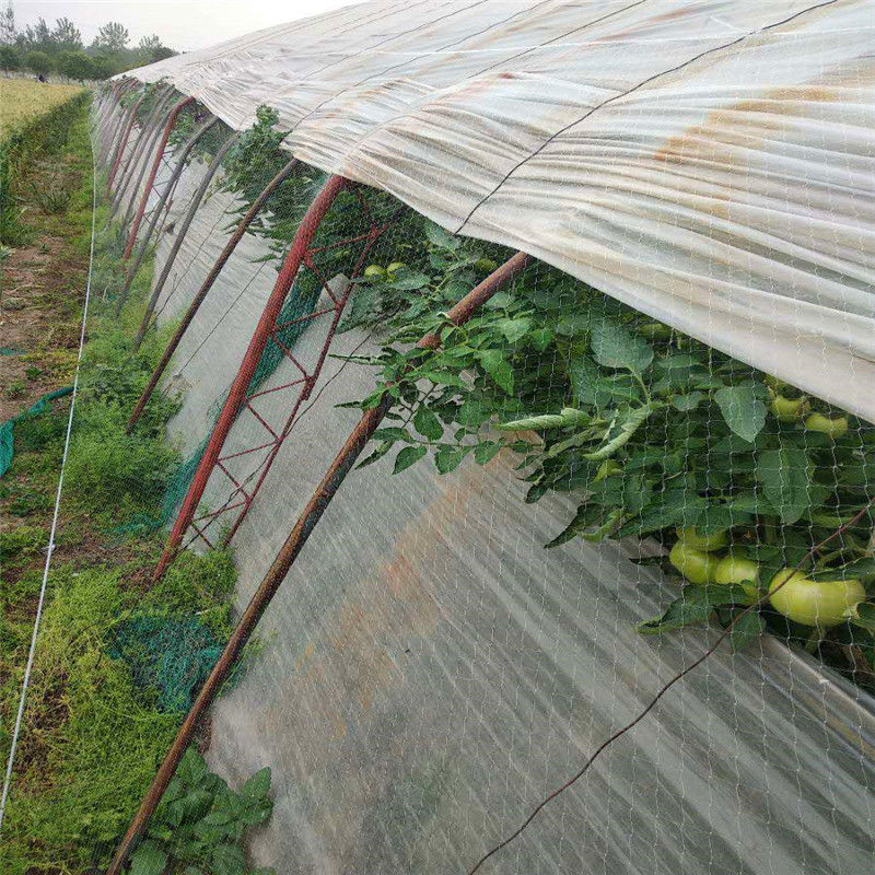 農用草莓大棚防鳥網暖棚口倆側通風口防護用網葡萄果園果樹天溝網東東小賣場