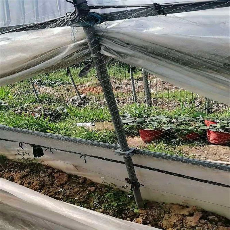 農用草莓大棚防鳥網暖棚口倆側通風口防護用網葡萄果園果樹天溝網時光裡雜貨鋪