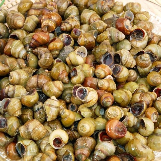 【现货拍下就发]一份3/4/5斤包邮微山湖田螺石螺泥螺现捞螺蛳鲜活