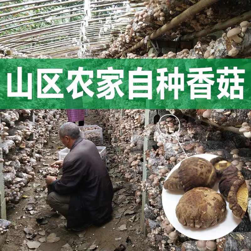 香菇干货特级干香菇100g新货野生蘑菇冬菇无根土特产山货散装