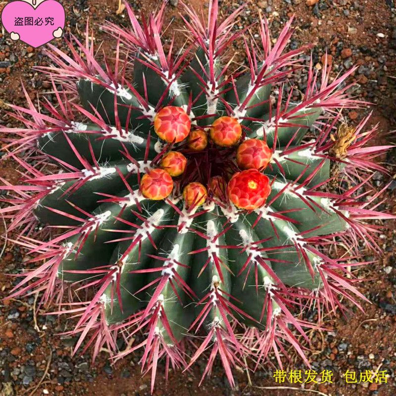 日出新房大红仙人掌防辐射盆栽净化空气仙人球