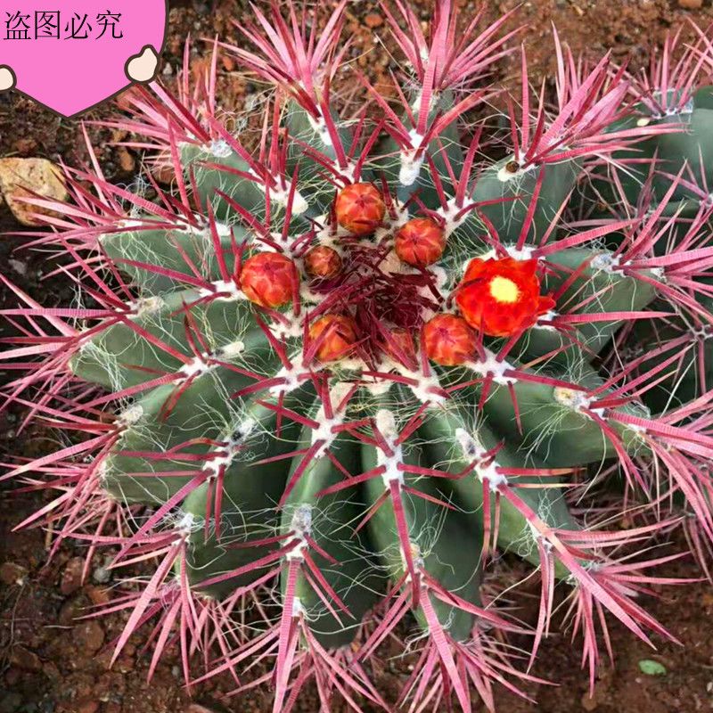日出新房大红仙人掌防辐射盆栽净化空气仙人球