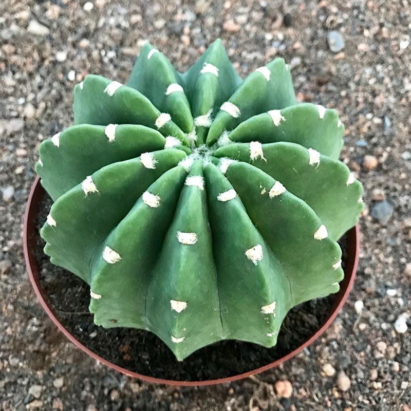 实生王冠短毛丸带盆土如意丸粉花白花大花仙人球室内桌面多肉植物 虎窝拼 实生王冠短毛丸带盆土如意丸粉花白花大花仙人球室内桌面多肉植物 虎窝拼