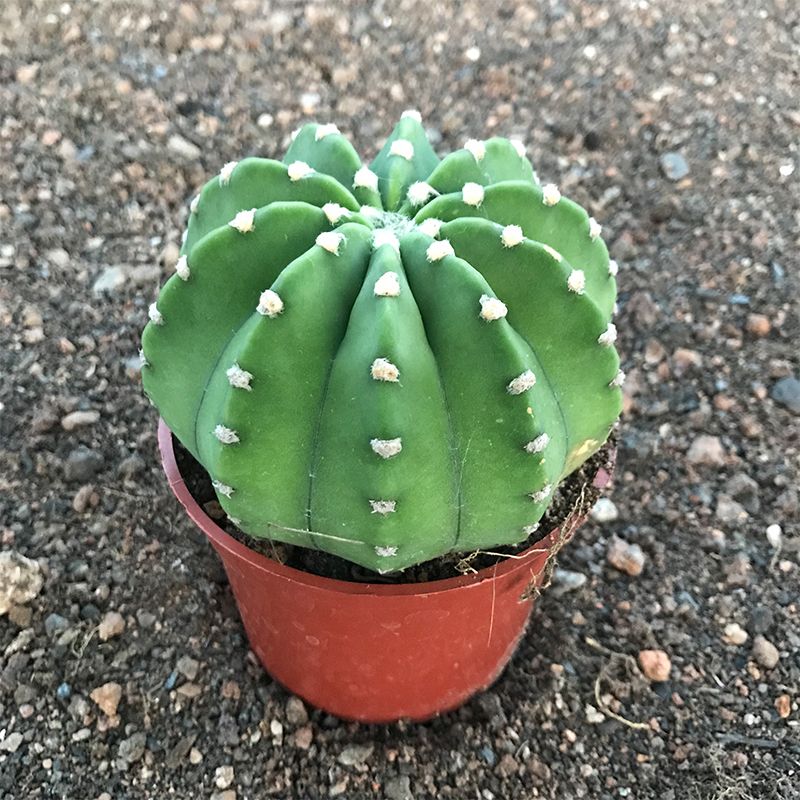 实生王冠短毛丸带盆土如意丸粉花白花大花仙人球室内桌面多肉植物 虎窝拼 实生王冠短毛丸带盆土如意丸粉花白花大花仙人球室内桌面多肉植物 虎窝拼