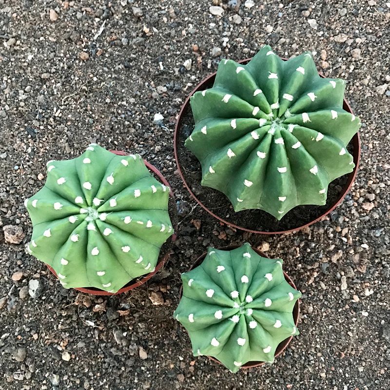 实生王冠短毛丸带盆土如意丸粉花白花大花仙人球室内桌面多肉植物 虎窝拼 实生王冠短毛丸带盆土如意丸粉花白花大花仙人球室内桌面多肉植物 虎窝拼