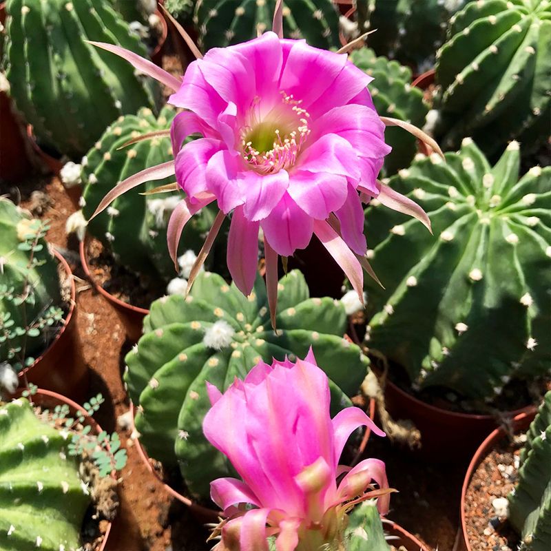 实生王冠短毛丸带盆土如意丸粉花白花大花仙人球室内桌面多肉植物 虎窝拼