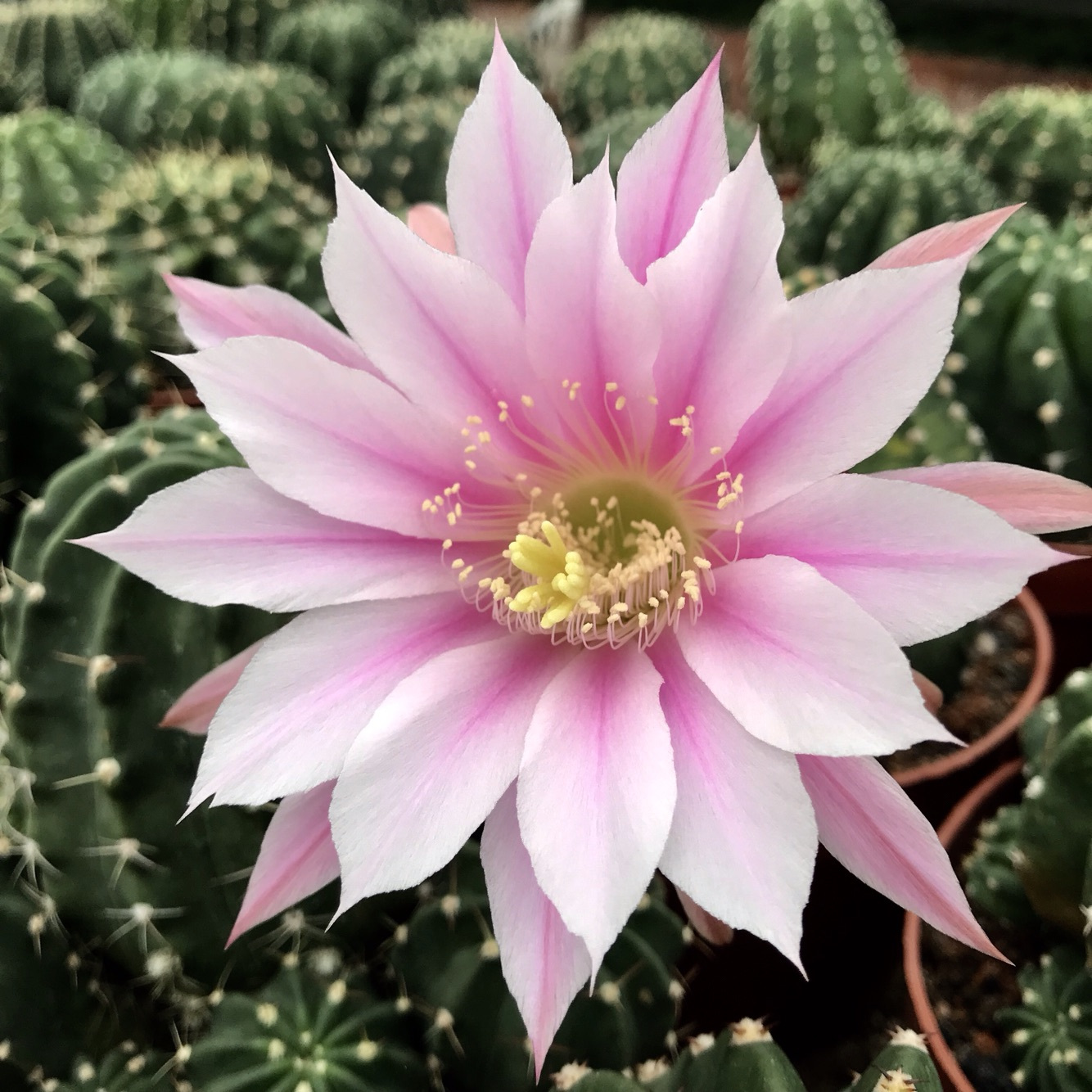 实生王冠短毛丸带盆土如意丸粉花白花大花仙人球室内桌面多肉植物 虎窝拼 实生王冠短毛丸带盆土如意丸粉花白花大花仙人球室内桌面多肉植物 虎窝拼