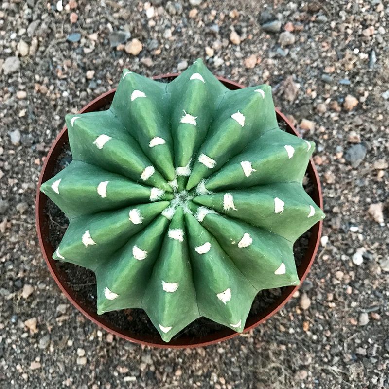 实生王冠短毛丸带盆土如意丸粉花白花大花仙人球室内桌面多肉植物 虎窝拼 实生王冠短毛丸带盆土如意丸粉花白花大花仙人球室内桌面多肉植物 虎窝拼