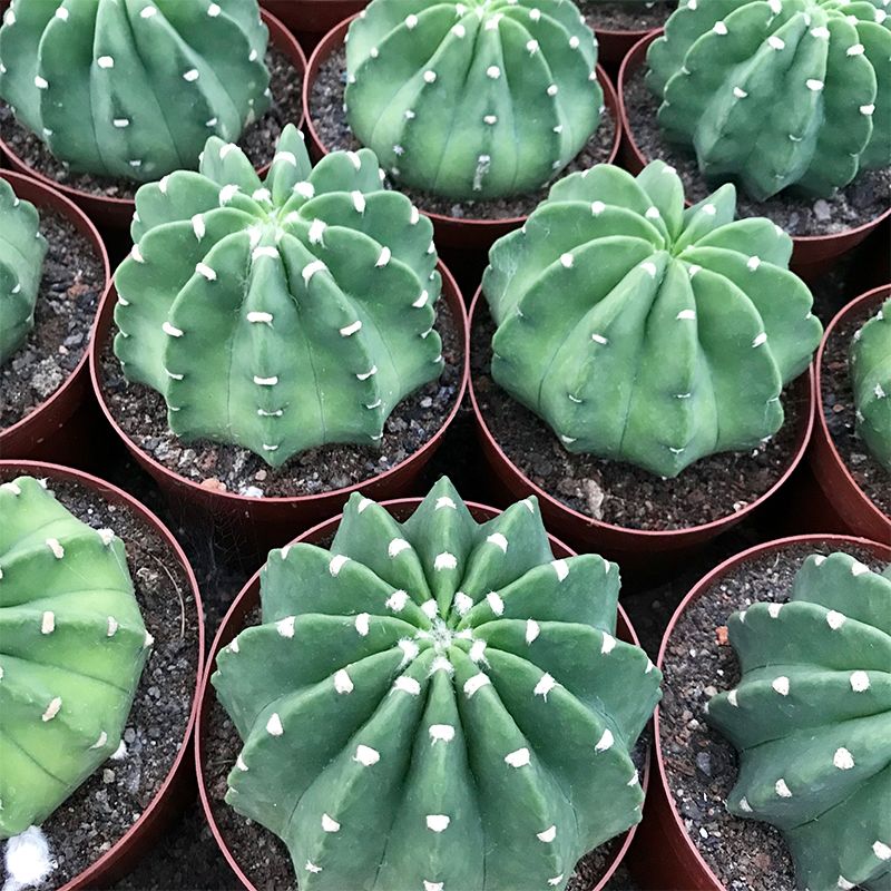 实生王冠短毛丸带盆土如意丸粉花白花大花仙人球室内桌面多肉植物 虎窝拼 实生王冠短毛丸带盆土如意丸粉花白花大花仙人球室内桌面多肉植物 虎窝拼