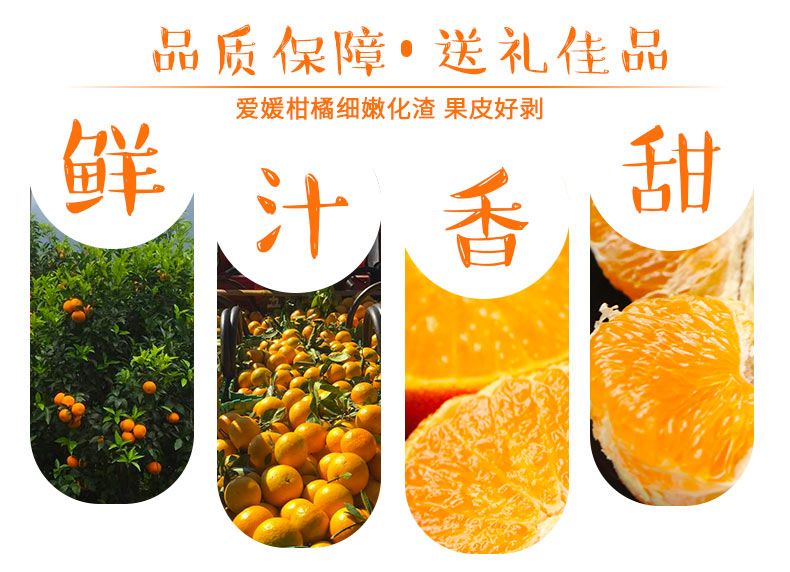 四川爱媛38号果冻橙手剥橙子柑橘子新鲜现摘应季孕妇水果多规格