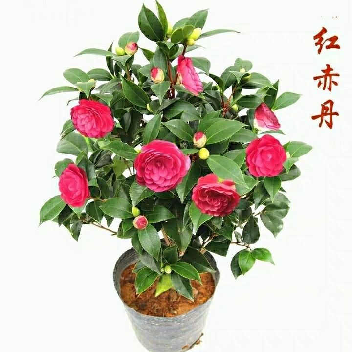 盆栽花树苗 44ddb4a4-b24b-4921-beaa-bb4da9014c5d.jpg