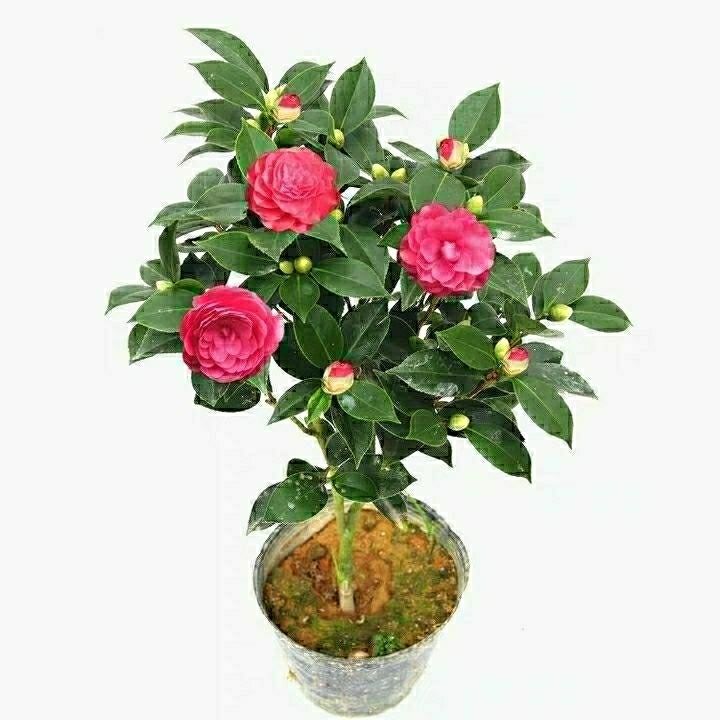 盆栽花树苗 5260879e-db45-43c1-9fb2-7a6265fb951b.jpg