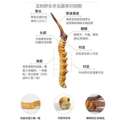 g配礼盒非那曲虫草