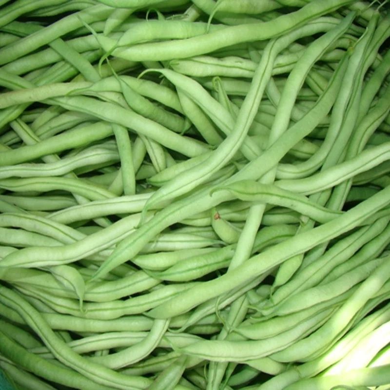 5斤/3斤冬季蔬菜新鲜四季豆架豆无丝豆角无筋豆绿无茎豆现摘现发