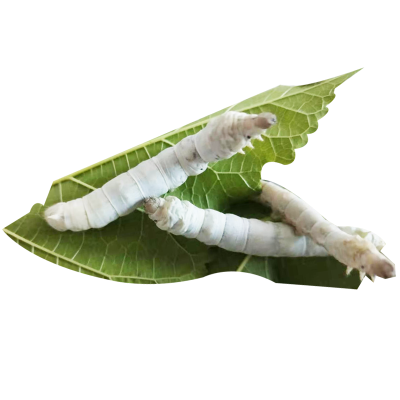 怎么养蚕卵小学生 5a833a41-6b9a-4b57-be8b-a93151b0ac2b.png