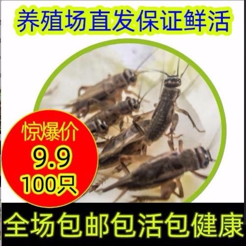 白蟋蟀蛐蛐活体饲料蟋蟀活物宠物活体口粮养殖用活体饲料大量批发 虎窝拼