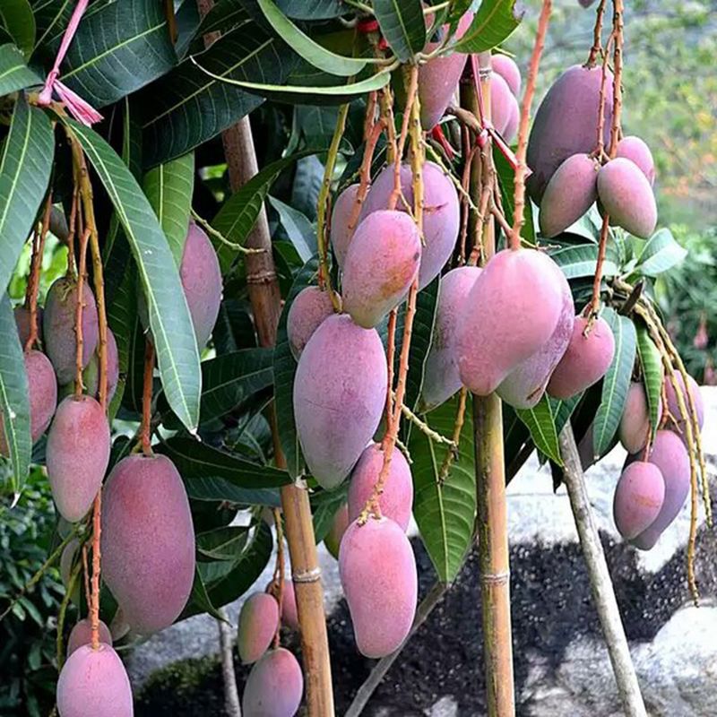 南方适合种什么水果树 7435a8d5-f705-46bf-85ac-b0fc45385863.jpg