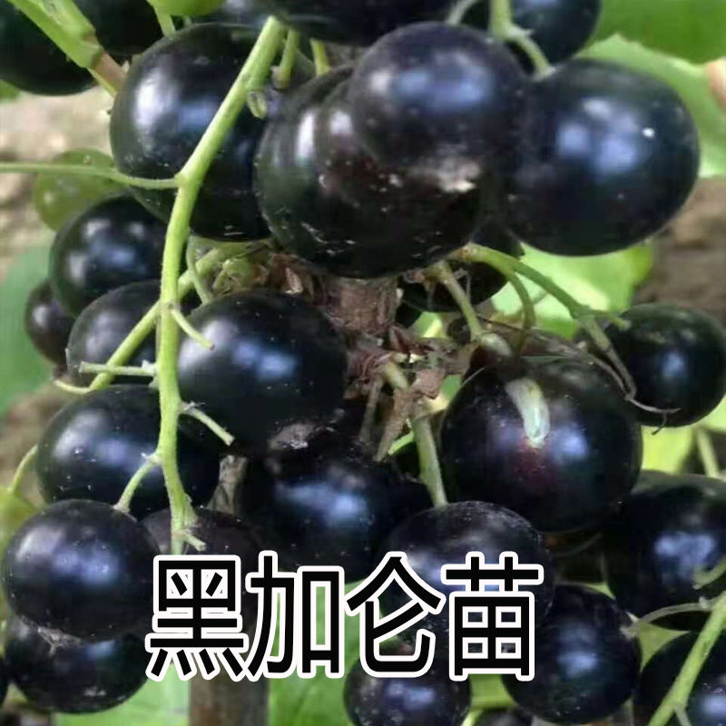 黑加仑树苗黑加仑树葡萄苗南方种植带土发货葡萄苗地栽盆栽果树苗