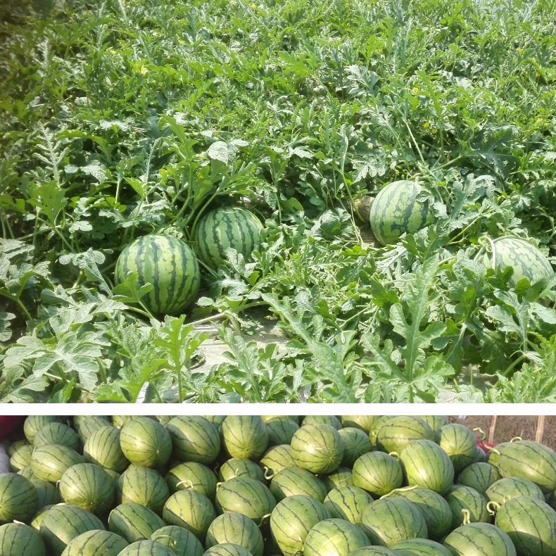 麒麟小西瓜特小凤新鲜现摘孕妇水果非仁风富硒小兰西瓜宁夏老各庄