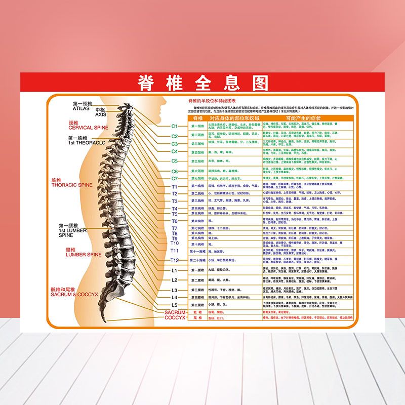 脊椎全息图人体经络脊椎半脱位和神经图表反射区病症对照海报308