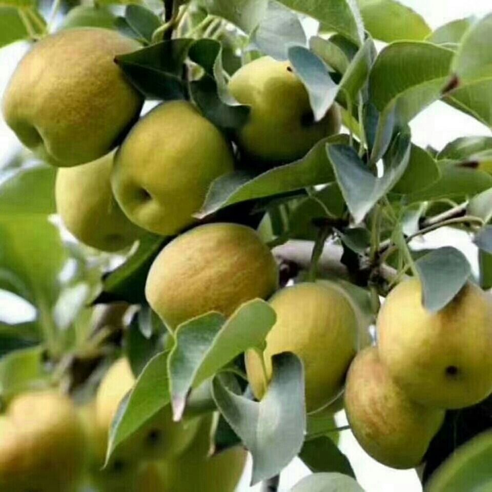 库尔勒香梨:单果≥100g大果,净含量3.5斤装.亲切温暖关怀.