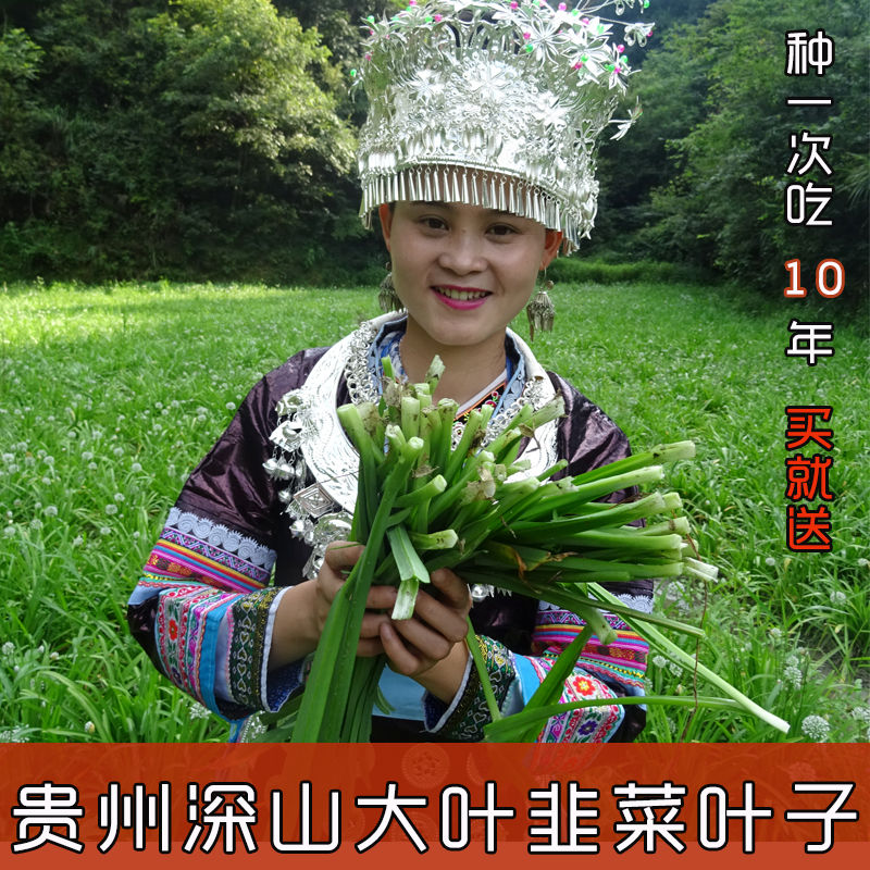 贵州特产新鲜蔬菜宽叶韭菜苤菜石韭菜大叶韭菜苗亥菜老品种好蔬菜