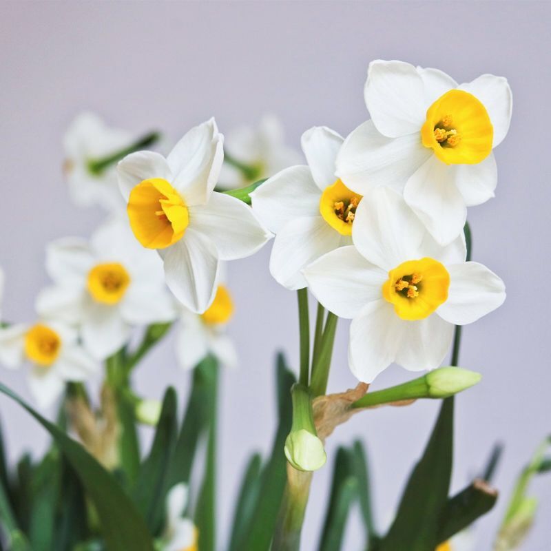 【荷兰水仙 盆 液 菌】浓香水仙花种球水培室内花卉盆栽水养植物