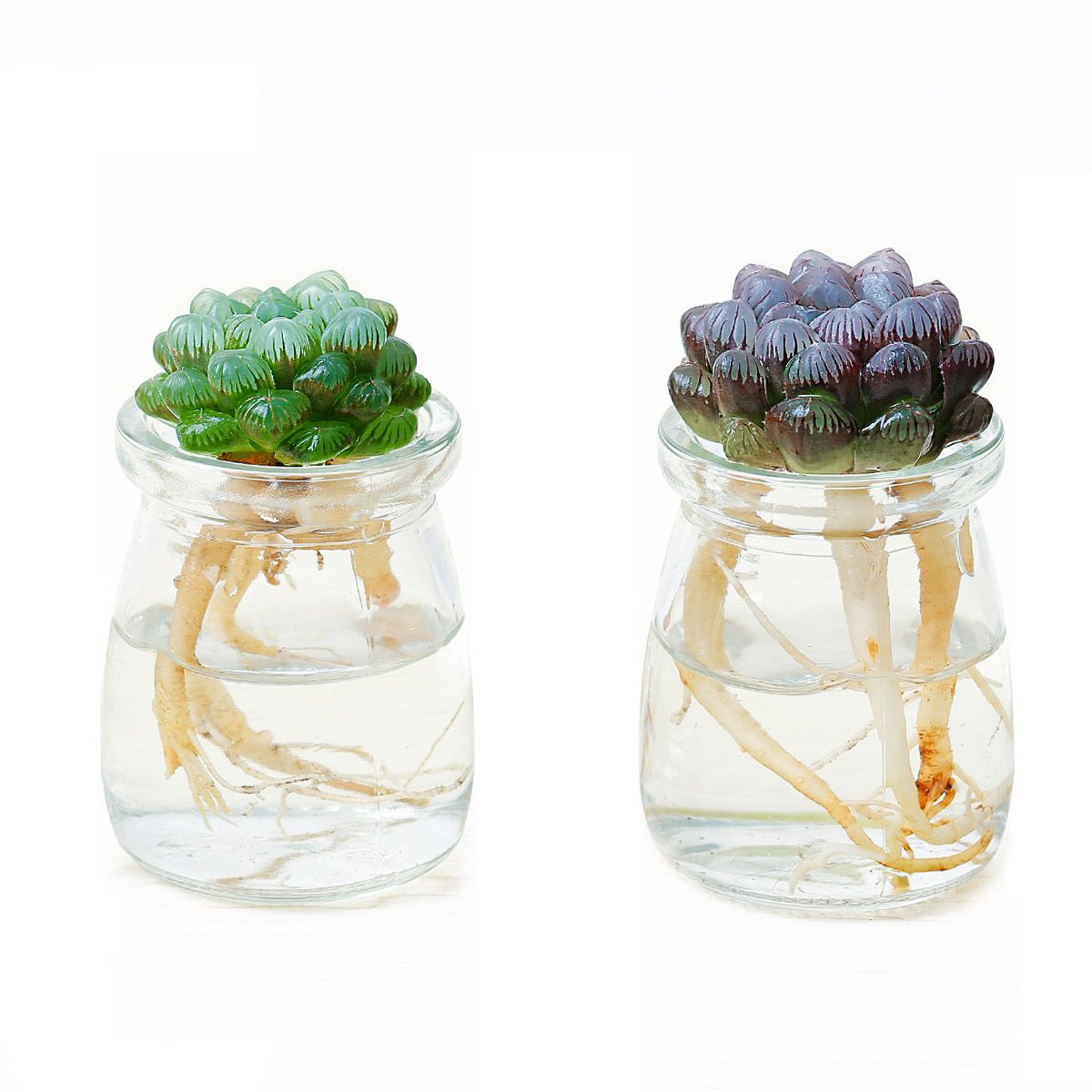 水培植物玻璃瓶图片 水培植物玻璃瓶图片画法