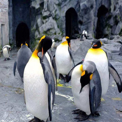 日本北海道札幌出发旭川旭山动物园一日游 美瑛青池拼布之路企鹅