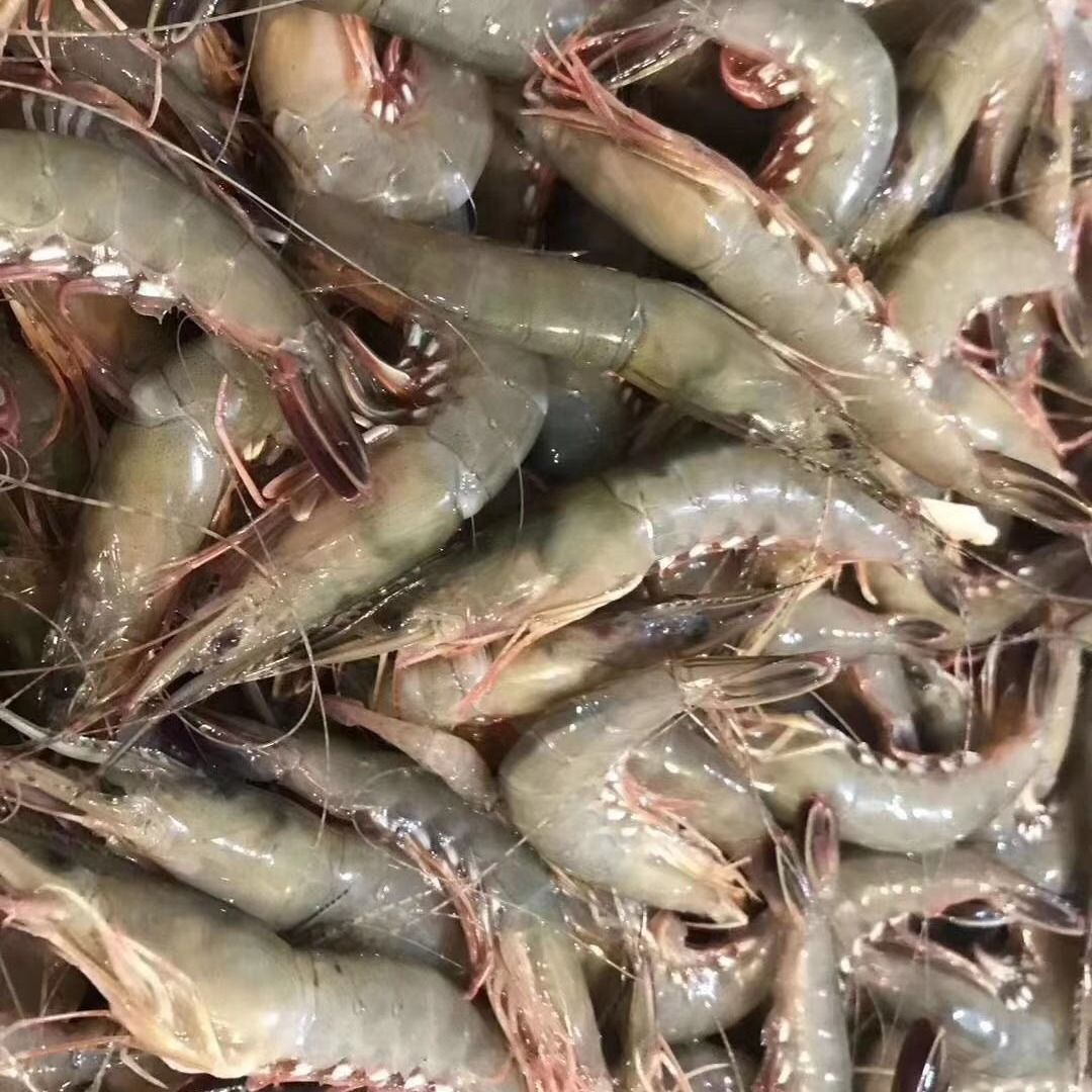 舟山东海野生青壳滑皮虾鲜活上岸船冻条虾舟山特产活皮虾新鲜速冻