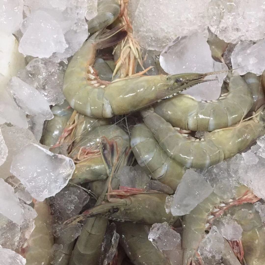 舟山东海野生青壳滑皮虾鲜活上岸船冻条虾舟山特产活皮虾新鲜速冻