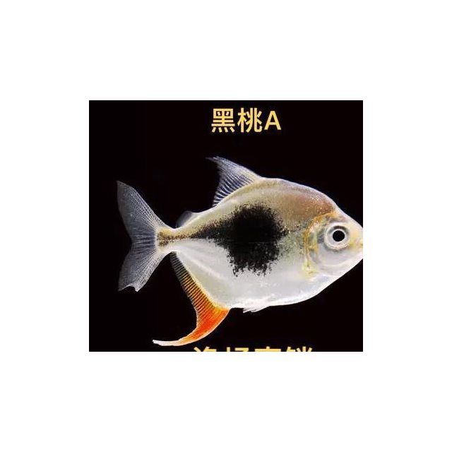 黑桃a银版鱼粗线银板鱼龙鱼缸搭配鱼鱼苗热带鱼观赏鱼活体鱼【3月15