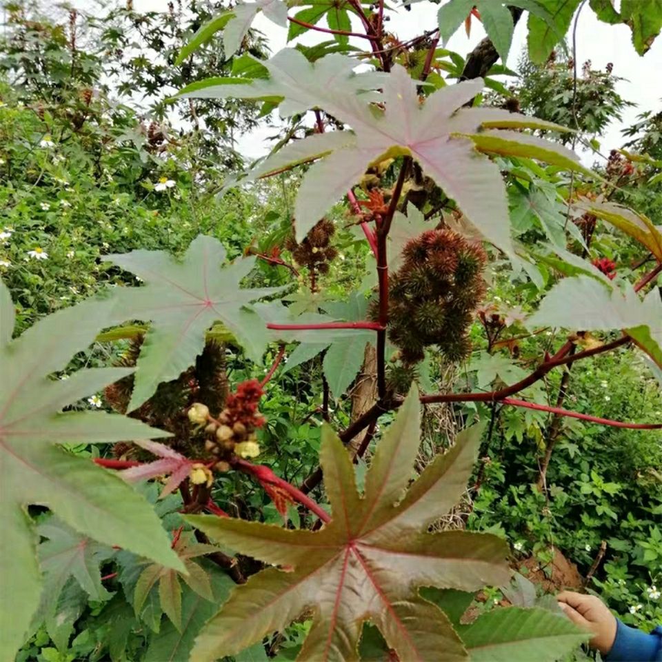 500g野生新鲜蓖麻叶 新鲜红蓖麻杆草麻 蓖麻叶包邮