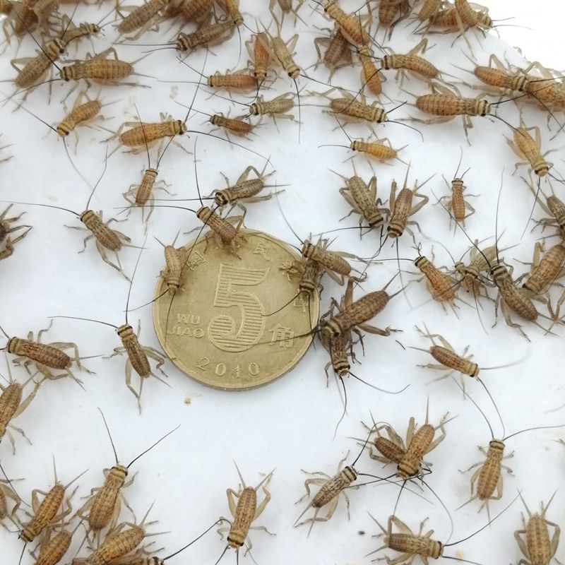 白蟋蟀蛐蛐活体饲料蟋蟀活物宠物活体口粮养殖用活体饲料大量批发 虎窝拼