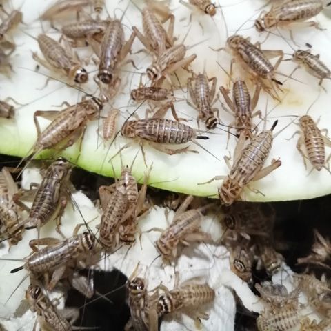 白蟋蟀蛐蛐活体饲料蟋蟀活物宠物活体口粮养殖用活体饲料大量批发 虎窝拼