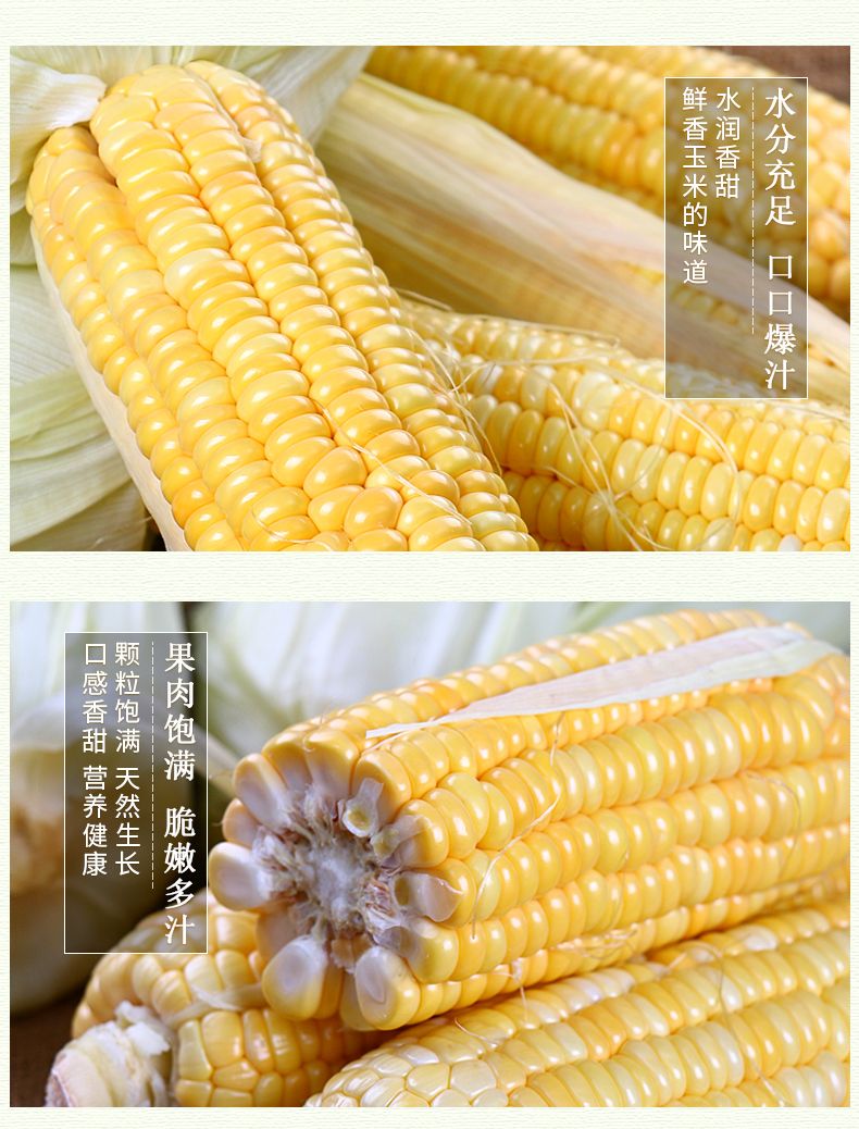 当季新鲜现摘广西生吃水果甜玉米应季孕妇早餐脆甜爆浆2/3/5/10斤