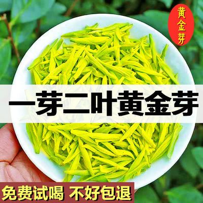 黄金芽