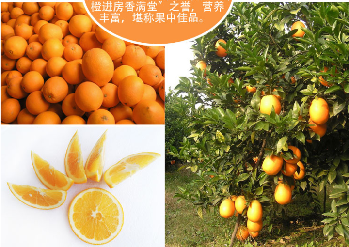 全国农产品地理标志 湖南崀山脐橙 5斤 21.04元包邮 买手党-买手聚集的地方
