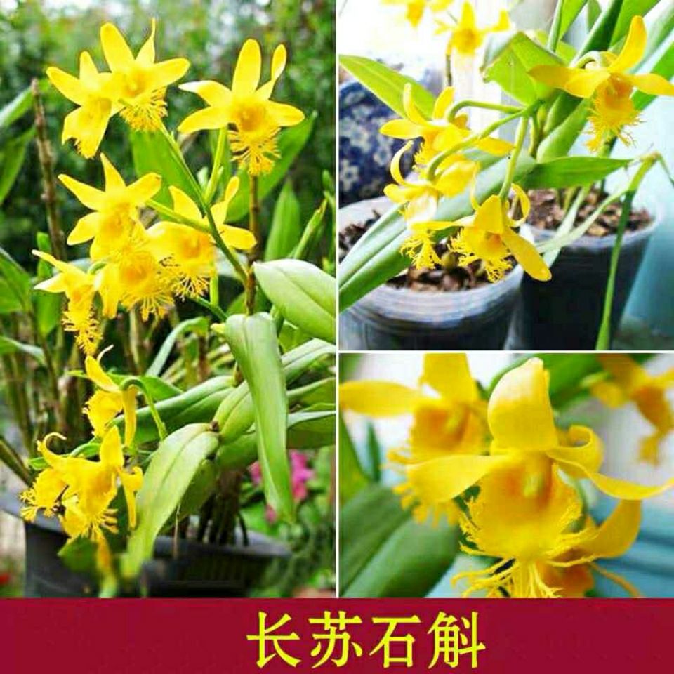 长苏石斛 铁皮石斛盆栽 金钗球花鼓槌叠鞘玫瑰石斛兰花卉绿植包邮