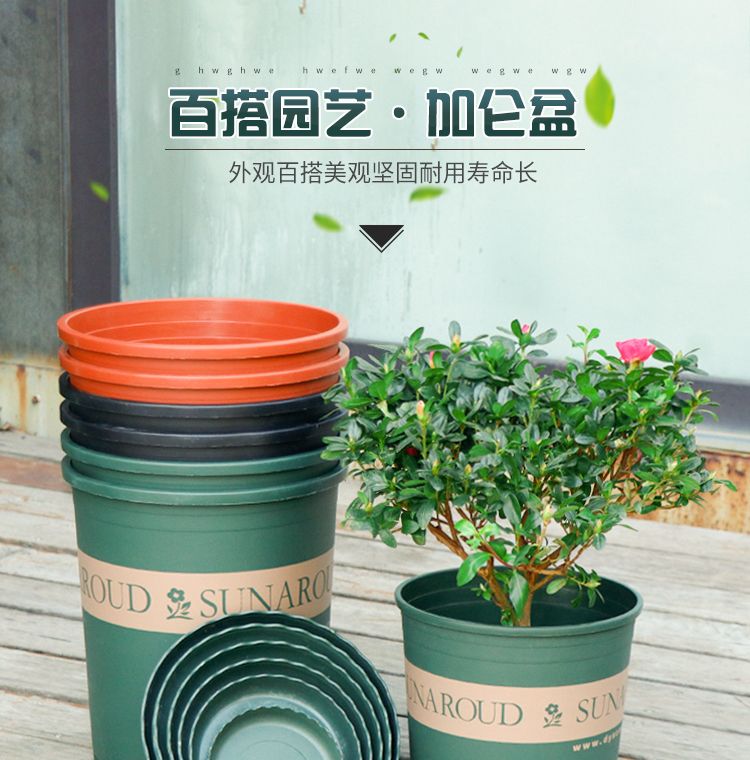 绿加仑最小的花盆多大 caab16a5-c098-4197-80ad-fcfe3884762f.jpg