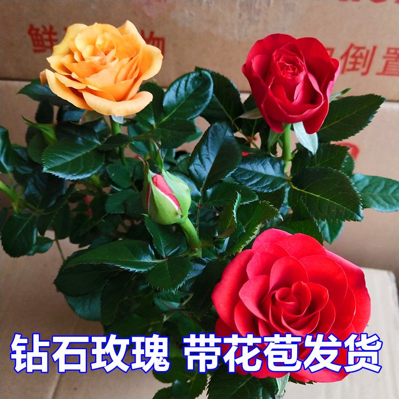 钻石玫瑰盆栽四季开花好养带花苞室内阳台庭院包邮花卉绿植盆景