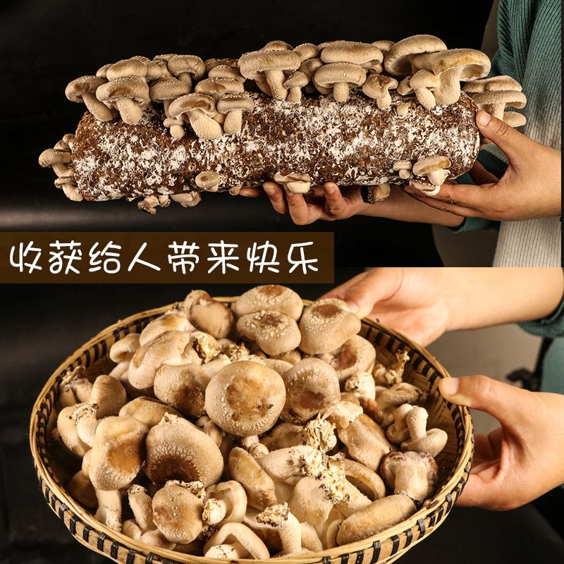 bd3a39e9-ab5a-4fe4-8af5-72123c5f03ca.jpg