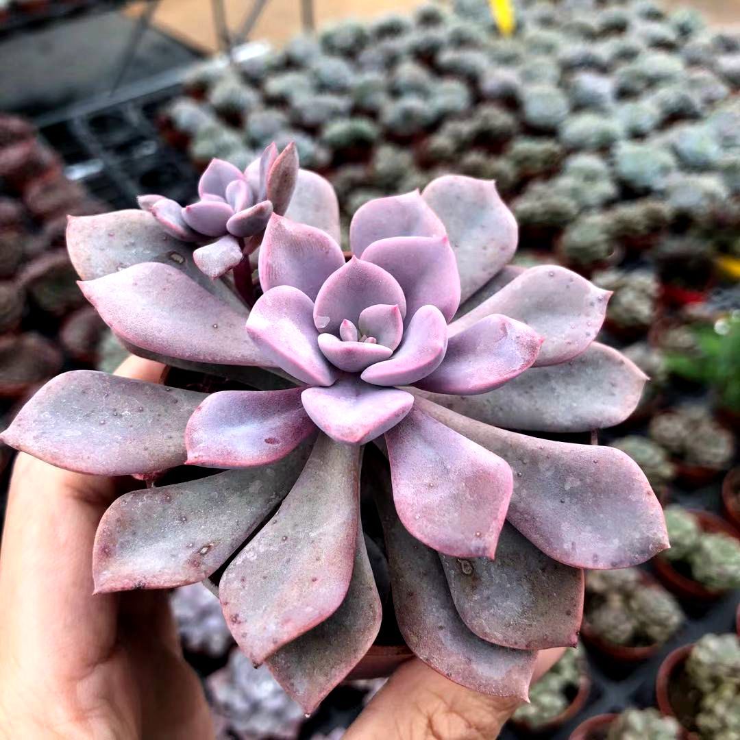 瀚明鑫多肉黛比紫色系列萌宠花卉多肉云南开挂区精品多肉植物