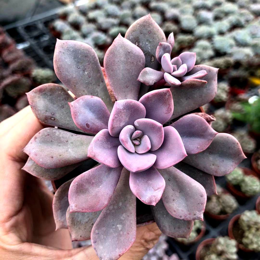 瀚明鑫多肉黛比紫色系列萌宠花卉多肉云南开挂区精品多肉植物