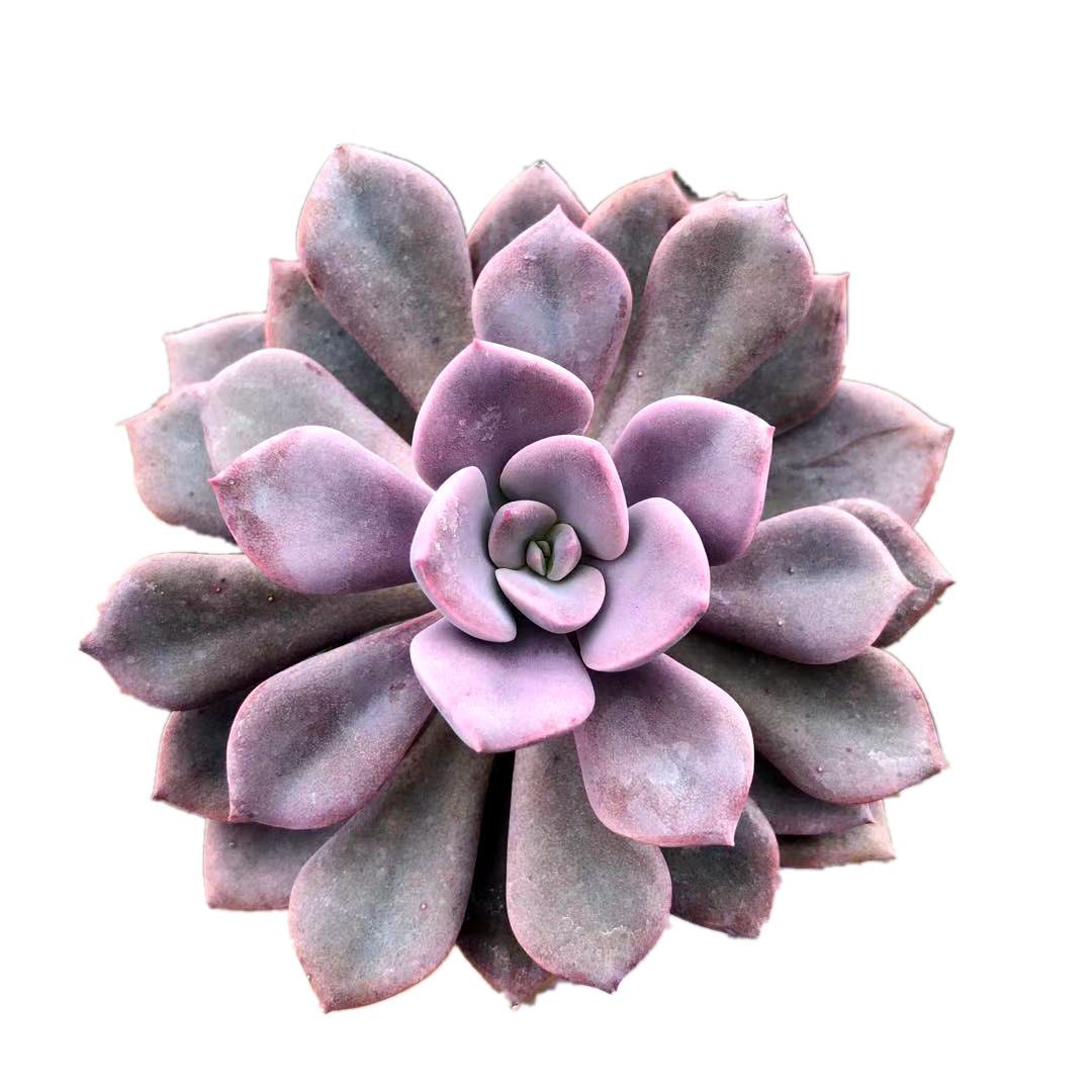 瀚明鑫多肉黛比紫色系列萌宠花卉多肉云南开挂区精品多肉植物