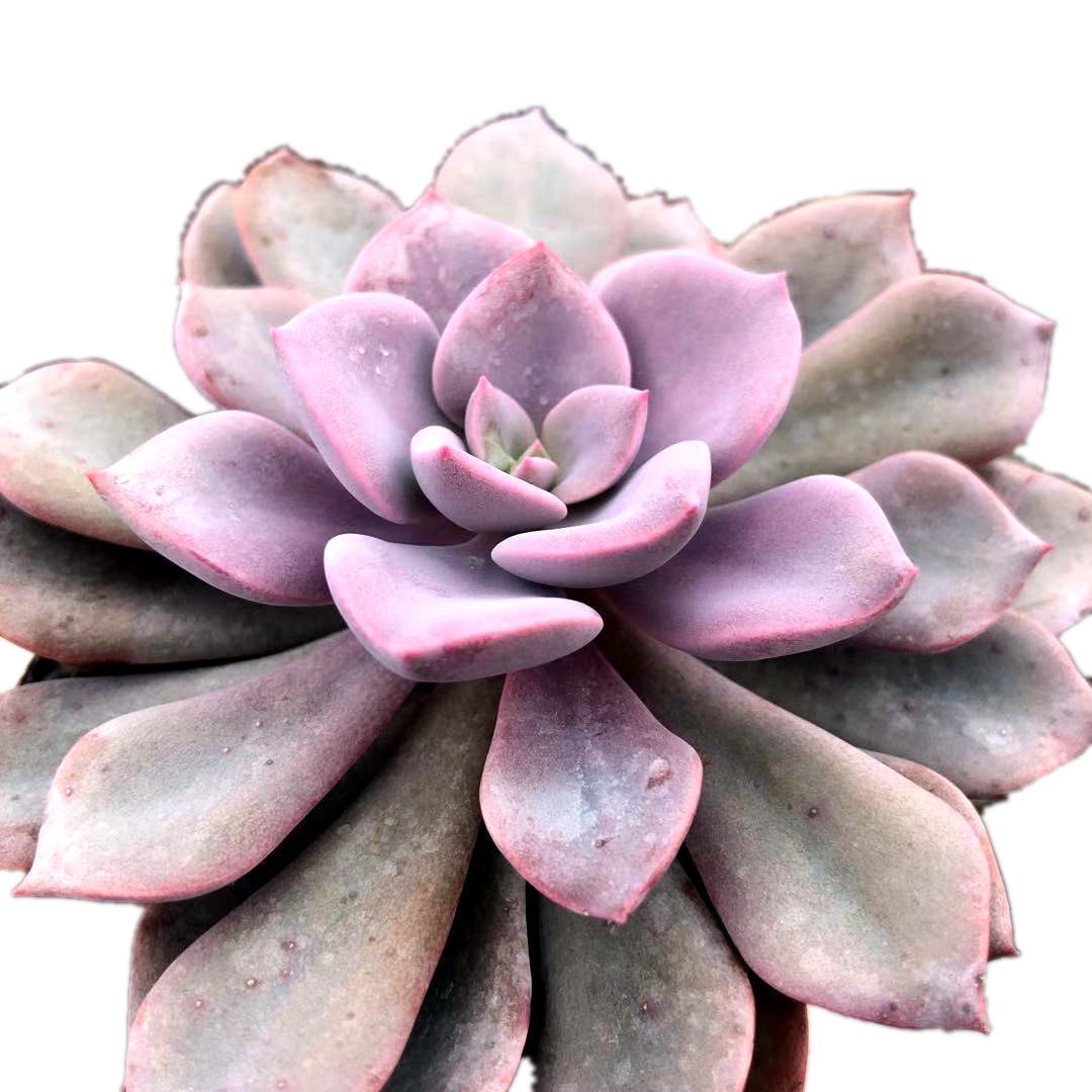 瀚明鑫多肉黛比紫色系列萌宠花卉多肉云南开挂区精品多肉植物